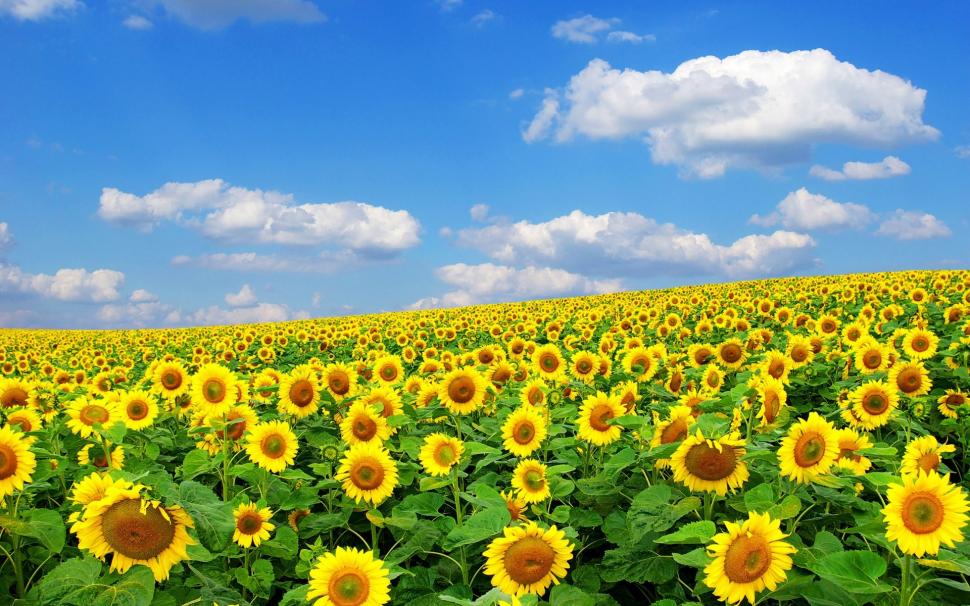 Sunflowers, summer, sky, clouds wallpaper,Sunflowers HD wallpaper,Summer HD wallpaper,Sky HD wallpaper,Clouds HD wallpaper,1920x1200 wallpaper