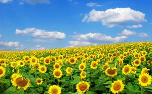 Sunflowers, summer, sky, clouds wallpaper thumb