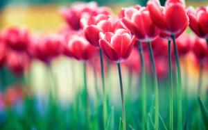 Red flowers, tulips, bokeh wallpaper thumb