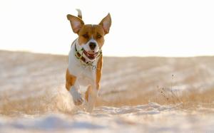 Dog Running On The Sand wallpaper thumb