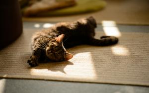 Cat Stretch Rest HD wallpaper thumb