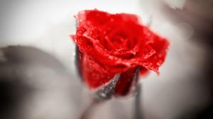 Rose, red, drops, HD wallpaper thumb