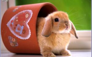 bugs bunny cana iepuras intr O un HD wallpaper thumb