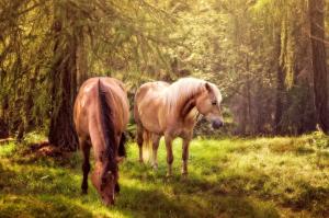 Horses in forest wallpaper thumb