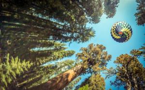 Nature, Trees, Forest, Hot Air Balloons, Pine Trees, Sky, Worm's Eye View, Depth of Field wallpaper thumb
