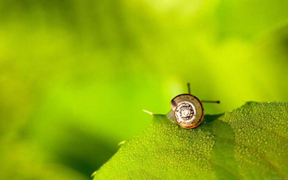Snail on a leaf wallpaper,snail HD wallpaper,animal HD wallpaper,leaf HD wallpaper,green HD wallpaper,shell HD wallpaper,dew HD wallpaper,1920x1200 wallpaper