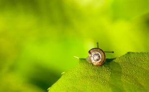 Snail on a leaf wallpaper thumb