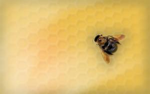 Bees Photos wallpaper thumb
