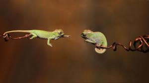 Chameleons Couple wallpaper thumb