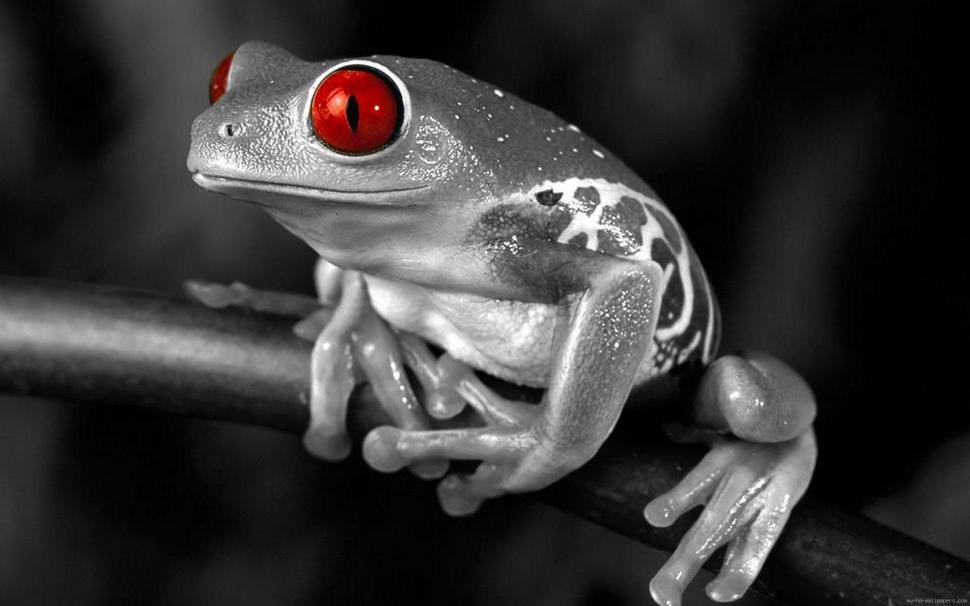 Black and white frog with red eyes wallpaper,frog HD wallpaper,animal HD wallpaper,red HD wallpaper,1920x1200 wallpaper