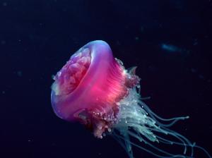 Jellyfish HD wallpaper thumb