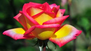 Rose, Flower, Colorful, Fresh, Love wallpaper thumb