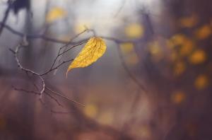 Leaf, nature, autumn wallpaper thumb