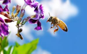 Bee on Flower Widescreen wallpaper thumb