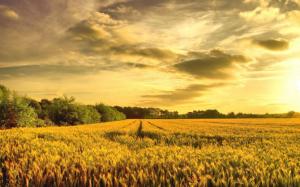 Wheat field in the sunrise wallpaper thumb