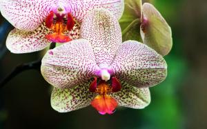White and Purple Orchids wallpaper thumb