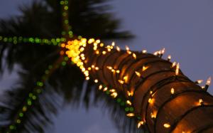Palm Tree Lights Bokeh HD wallpaper thumb
