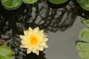 Lotus, Yellow Flowers, Nature, Water wallpaper thumb