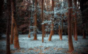Wonderful Forest With Silver Leaves wallpaper thumb