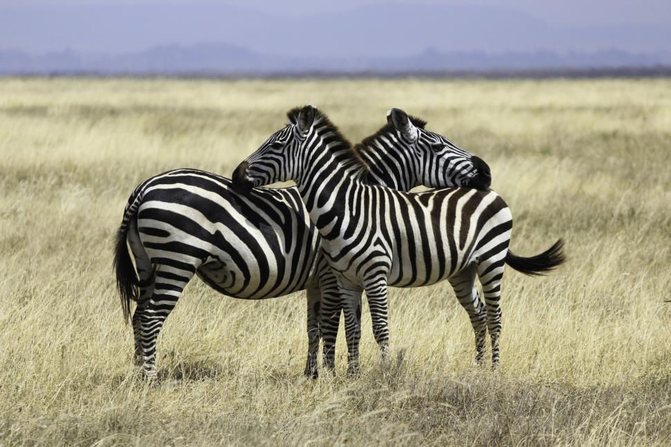 Safari, Pair of zebras wallpaper,zebras HD wallpaper,safari HD wallpaper,serengeti HD wallpaper,2048x1365 wallpaper
