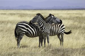 Safari, Pair of zebras wallpaper thumb