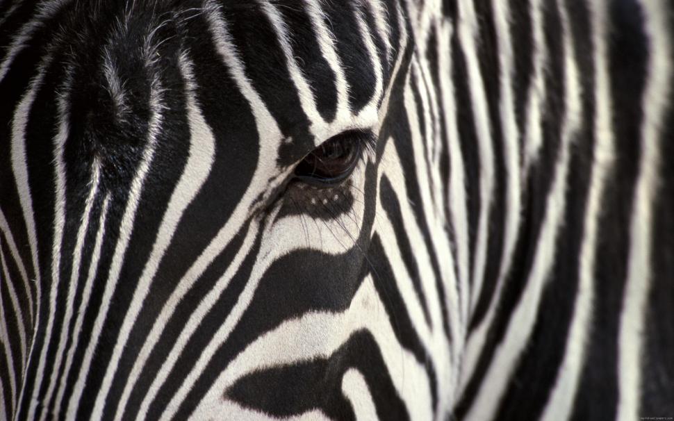 Zebra in very close wallpaper,zebra HD wallpaper,animal HD wallpaper,2560x1600 wallpaper