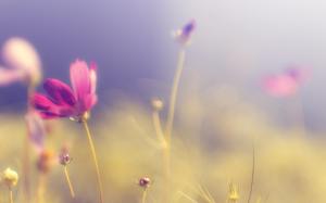 Flower Warm Blur HD wallpaper thumb