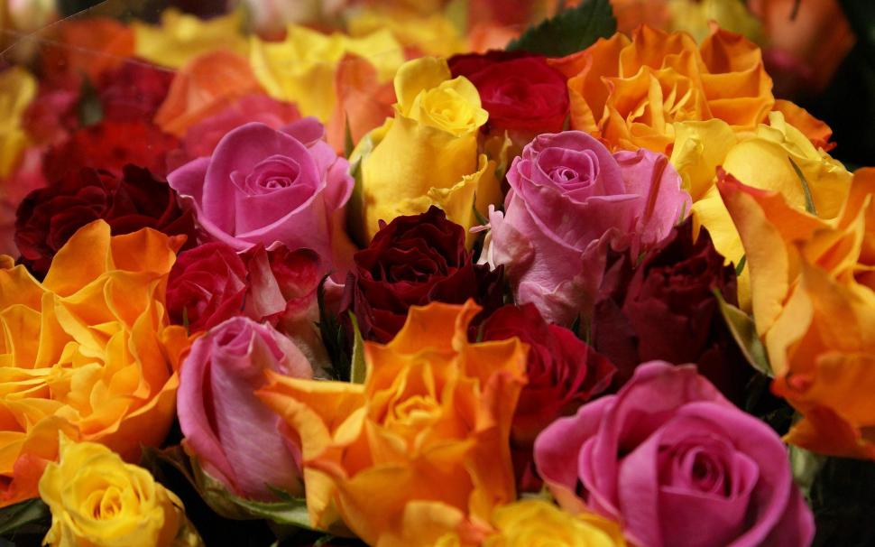 Red Yellow Pink Roses wallpaper,flower HD wallpaper,nature HD wallpaper,yellow HD wallpaper,pink HD wallpaper,roses HD wallpaper,2560x1600 wallpaper
