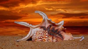 Sea Shell,sunset wallpaper thumb