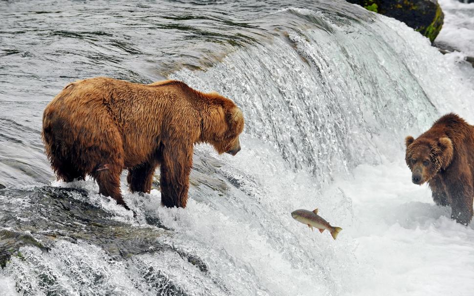 Bears fishing in river wallpaper,bears HD wallpaper,Fish HD wallpaper,river HD wallpaper,2560x1600 wallpaper