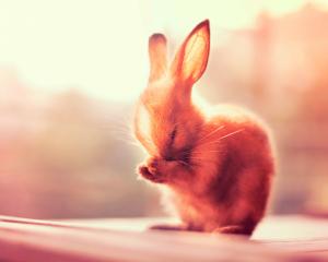 Rabbit ears wallpaper thumb
