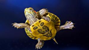 Animals, Turtle, Yellow, Dark Background, Photography wallpaper thumb