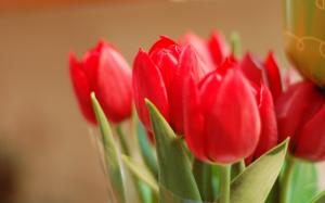 Bouquet red tulip flowers close-up wallpaper thumb