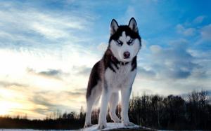 Husky Dog Winter Sky wallpaper thumb