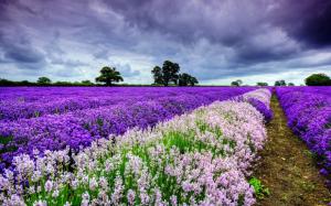 Beautiful the world of lavender, sky, clouds wallpaper thumb