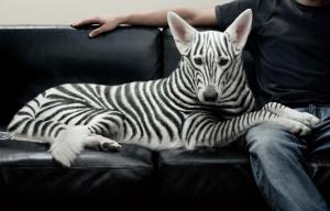 Dog Or Zebra? :d wallpaper thumb