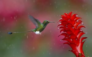 Rainy day, hummingbird gather nectar, red flower wallpaper thumb