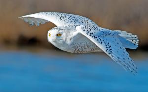 White Owl Flying wallpaper thumb