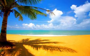 Coconut tree with golden sand wallpaper thumb