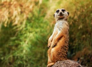 Meerkats, posture wallpaper thumb