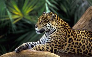 Jaguar in Amazon Rainforest wallpaper thumb