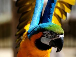 Close Birds Animals Parrots Depth Field Blue Yellow Macaws HD Pictures wallpaper thumb