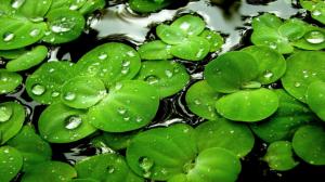Water Leaves Drops Lily Pads High Quality Picture wallpaper thumb
