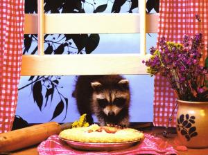 pie thief raccoon animal bench curtains cute flowers kitchen Rolling Pin towel window HD wallpaper thumb