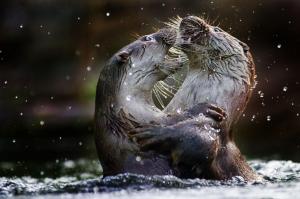 *** Otters In The Water *** wallpaper thumb