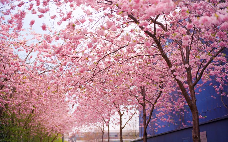 Cherry Blossom Flowers Tree Pink HD wallpaper,nature HD wallpaper,flowers HD wallpaper,tree HD wallpaper,pink HD wallpaper,blossom HD wallpaper,cherry HD wallpaper,1920x1200 wallpaper