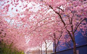 Cherry Blossom Flowers Tree Pink HD wallpaper thumb