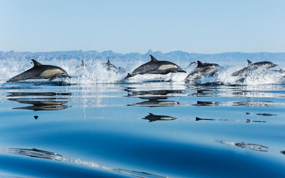 Dolphins in Sea wallpaper,dolphins HD wallpaper,animals & birds HD wallpaper,1920x1200 wallpaper