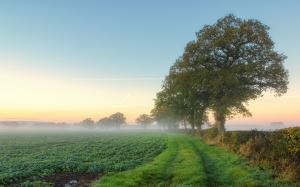 Nature scenery, fields, trees, mist, morning, summer wallpaper thumb