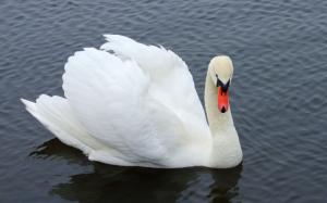White Swan close-up wallpaper thumb